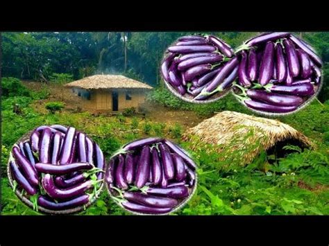 binatang pinoy|Buhay Probinsya Pag Harvest Ng Talong At Pag Luto Ng .